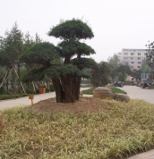 汶上長(zhǎng)樂(lè)湖畔美景多