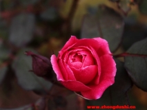 冬日鮮花別樣紅