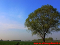 好大一棵樹(shù)【汶上田園風(fēng)光】