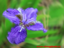 汶上蓮花湖濕地攝影照片【紫色花】