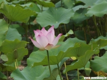 蓮花湖---荷