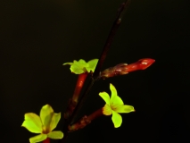 迎春花兒開(kāi)